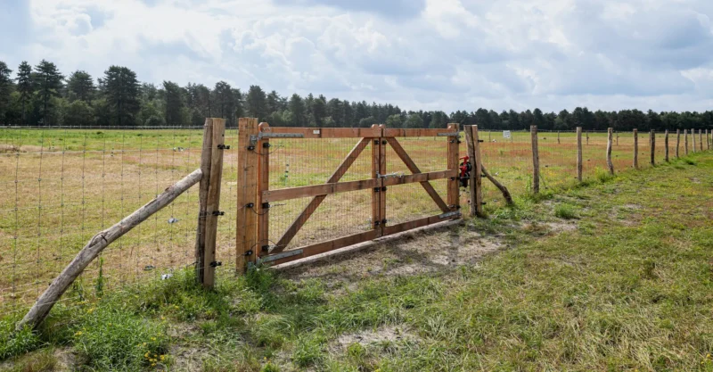 Omheining voor schapen