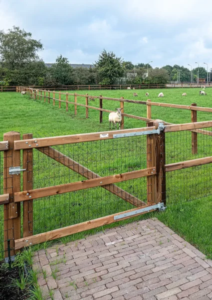 Schapen achter omheining