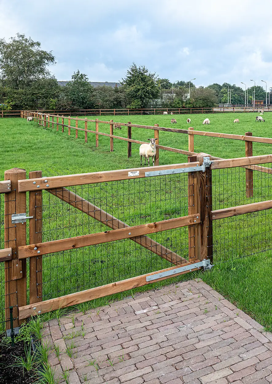 Schapen achter omheining